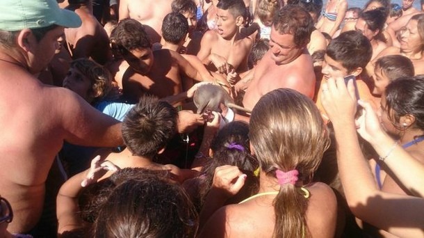 bébé dauphin franciscain tué par touristes selfies