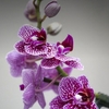 affiche 14e Salon International Orchidées et Plantes d'exception de Bouc Bel Air
