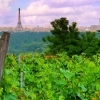 affiche Visite du vignoble de Suresnes / Dégustations gratuites et ventes du vin de Suresnes - Journées du Patrimoine 2022