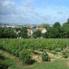 affiche Visite des Vignes de Sucy - Vignes de Sucy-en-Brie - Journées du Patrimoine 2022
