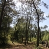 affiche La forêt du Touquet au fil des saisons - Journées du Patrimoine 2022
