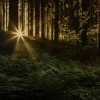 affiche Week-end en forêt de Chandelais : expérience nocturne au cœur de la forêt - Journées du Patrimoine 2022